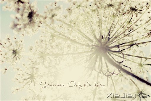 untitled��������ֽ�����¡�ɫ�ʡ�Ψ�������ݡ�Flowers