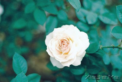 轻拥欢笑,温柔静坐 (5)