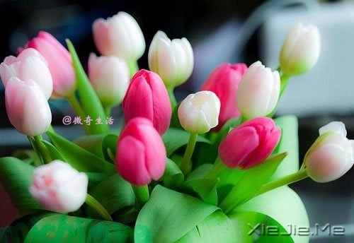 花开为谁谢,花谢为谁悲 (2)