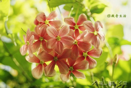 花开为谁谢,花谢为谁悲 (4)