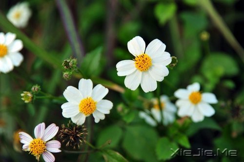 人生,一半是现实,一半是梦想 (8)