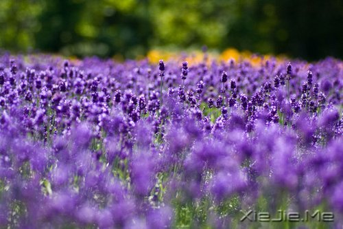 所谓幸福,就是一些不知不觉的小片断 (3)