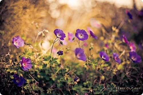 早安心语:脏话比谎言干净一千倍 (4)