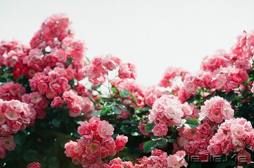 晚安心语:人心本无染,心静自然清 (6)