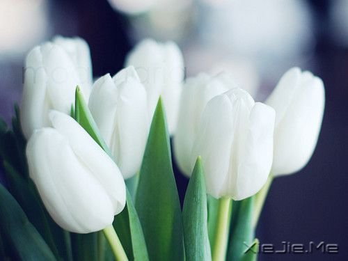 晚安心语:生活就是生下来,活下去 (10)