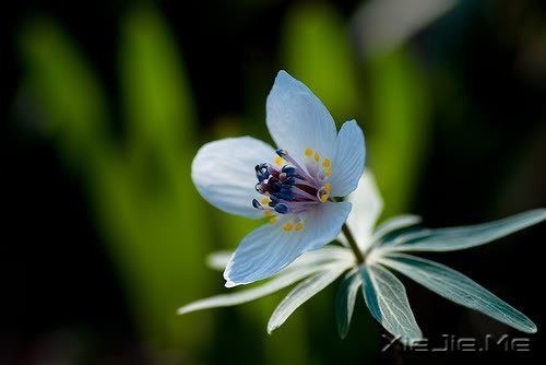 早安心语:就算世界荒芜,也总有一个人是你的信徒 (10)