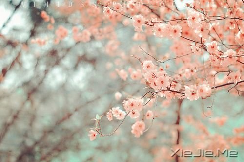 晚安心语:最美好的总会在不经意间出现 (10)