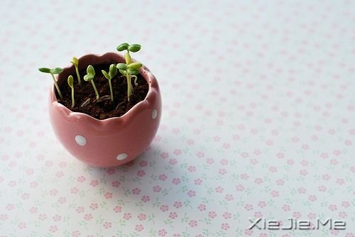 别人的怜悯,搏不来美好的未来 (7) 小清新图片 (7)