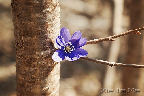 文字:八味人生良药 (4)