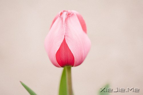 文字:八味人生良药 (6)